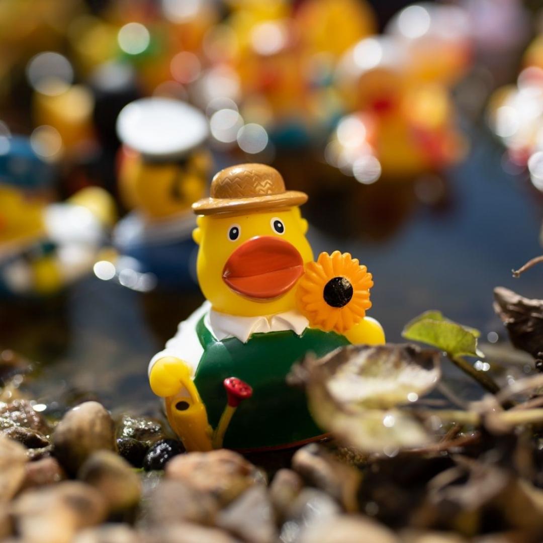 M131119 Multicoloured - Squeaky duck gardener - mbw